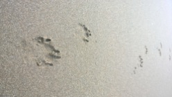pawprints1