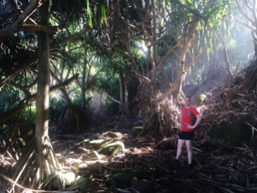 Jungle on the Kalalau Trail